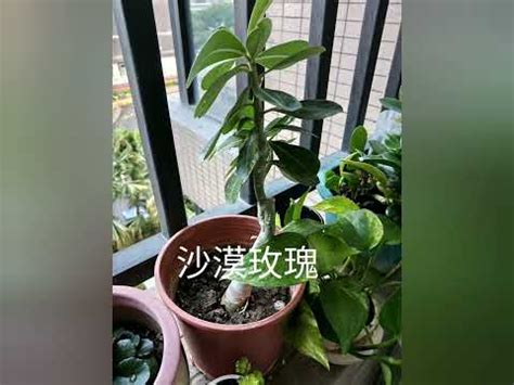 西曬陽台樹木|【陽台植栽】15 種陽台植栽推薦｜新手也能輕鬆養出 